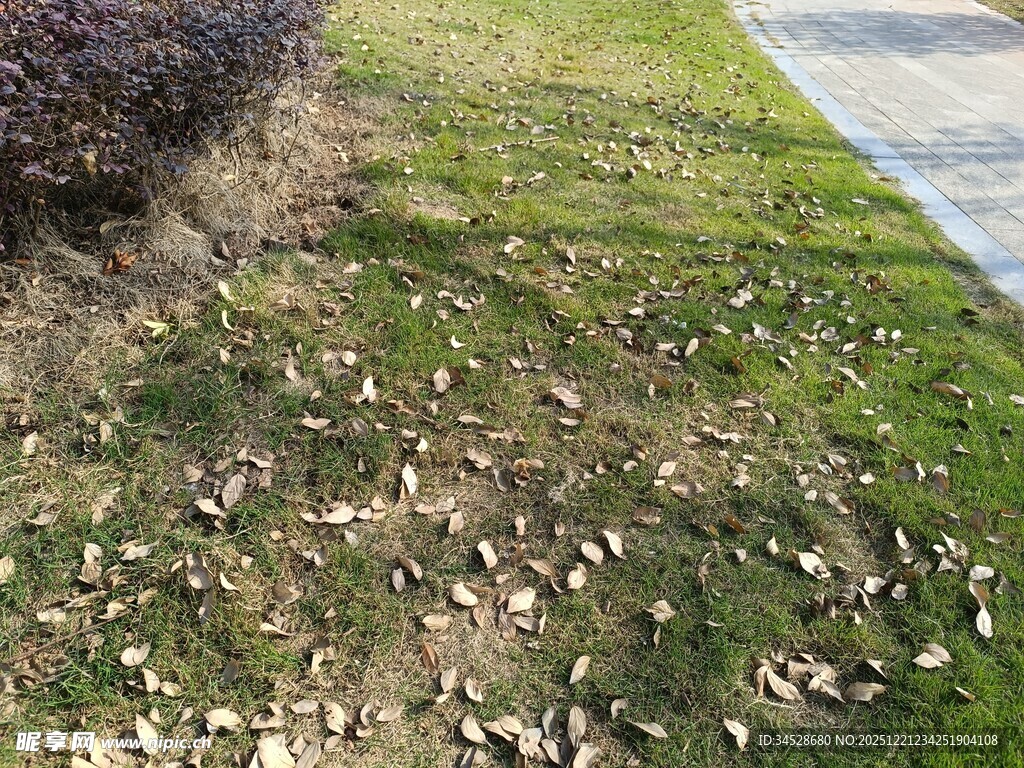 路边草地散落枯叶景象