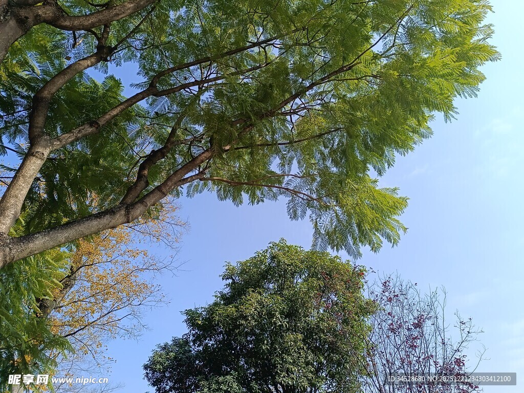 仰视葱郁树木与蓝天