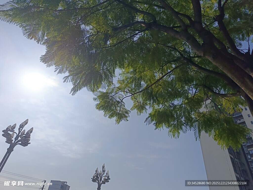 阳光下的绿树与城市路灯