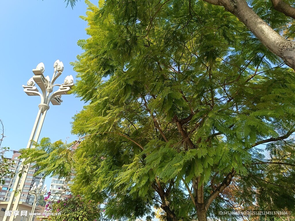 绿树蓝天间的高耸灯杆