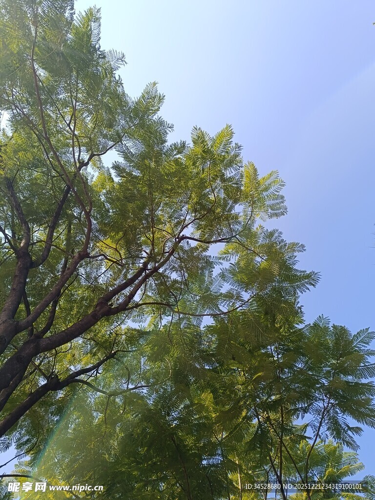 蓝天映衬下的繁茂绿树