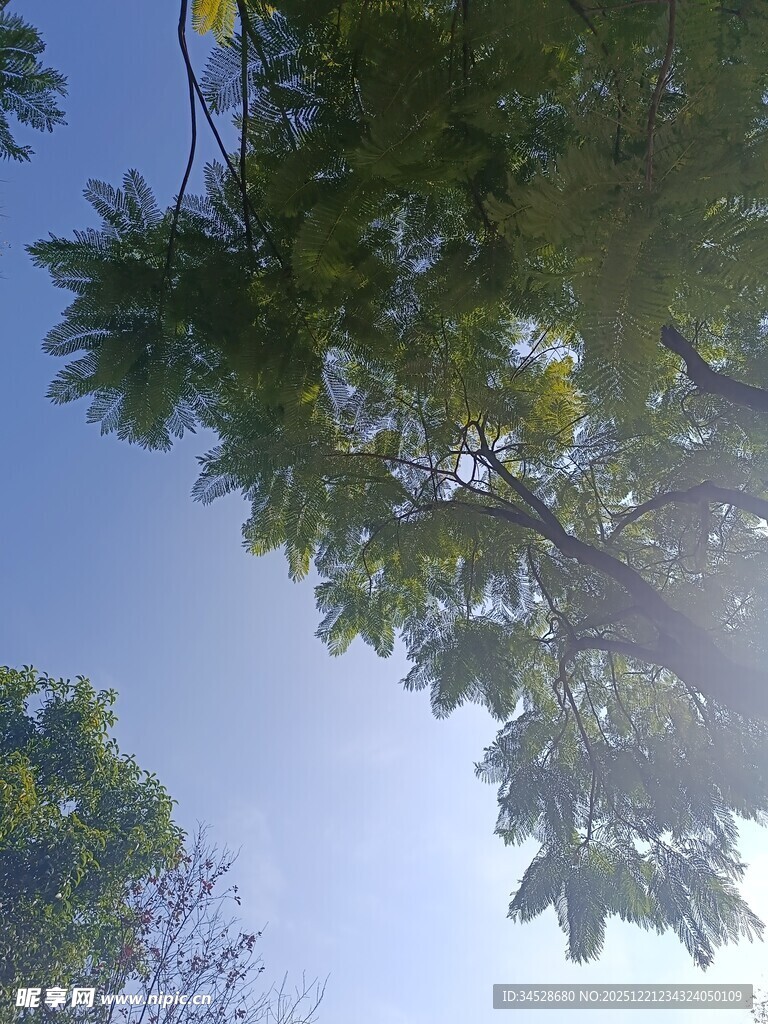 仰望蓝天绿叶间的阳光