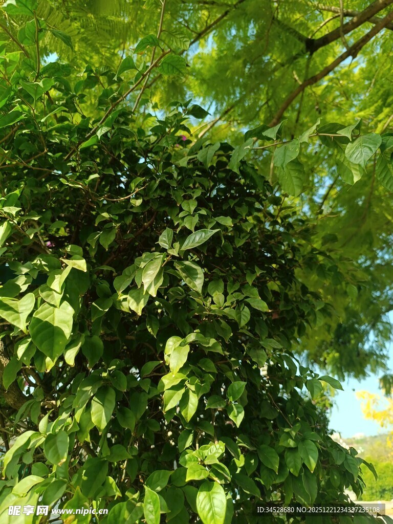 繁茂绿叶覆盖的葱郁树木