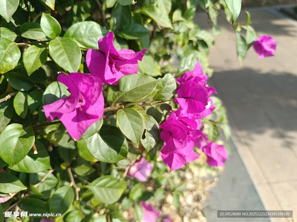 娇艳三角梅绽放于绿叶间