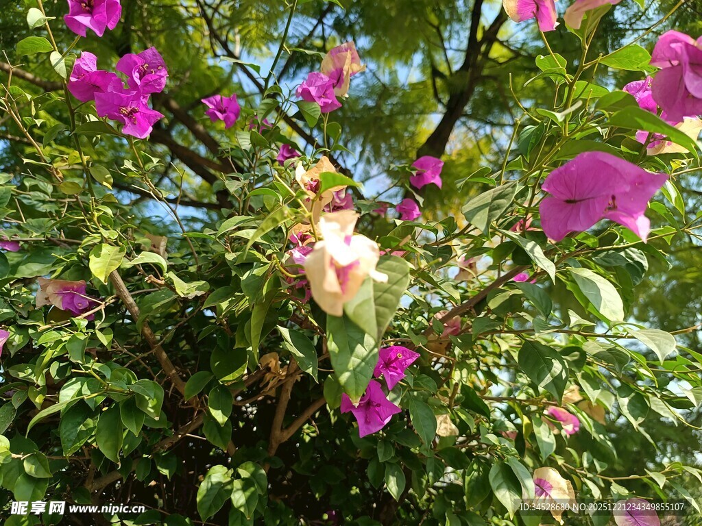 绽放的多彩花卉景观