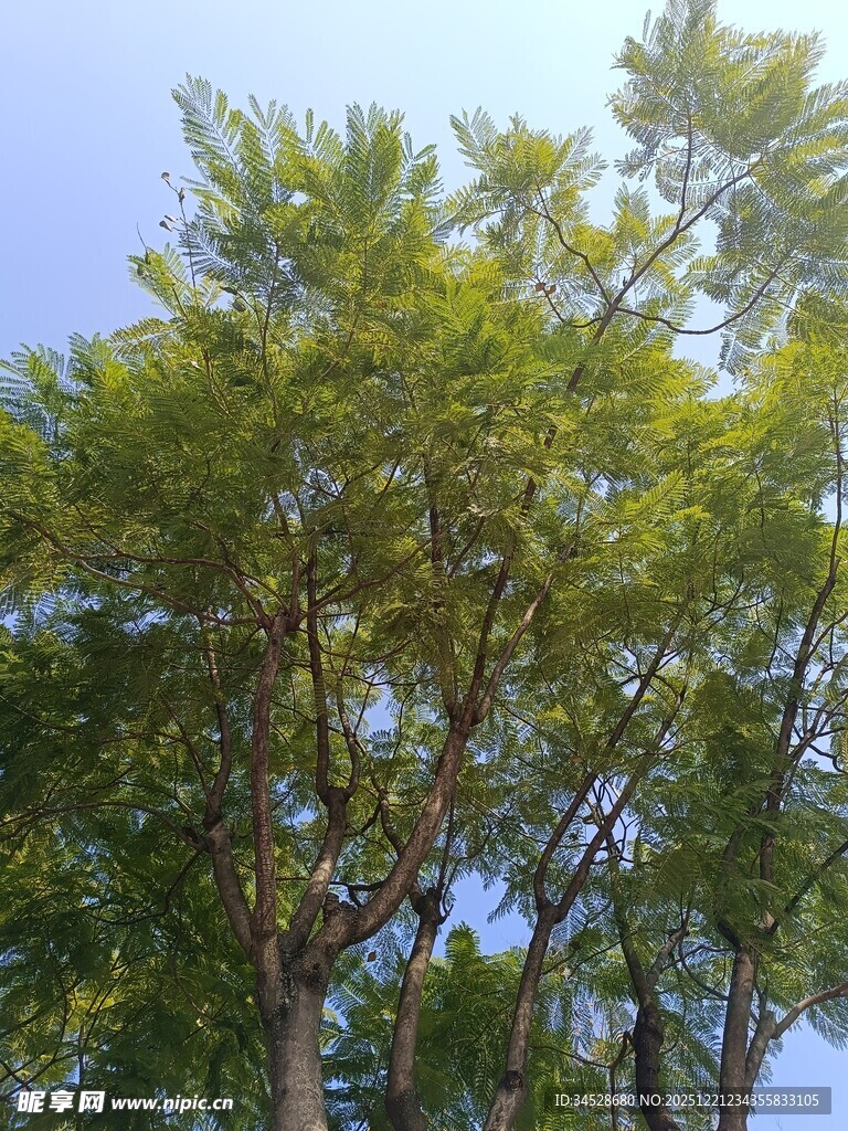 阳光下的葱郁树木