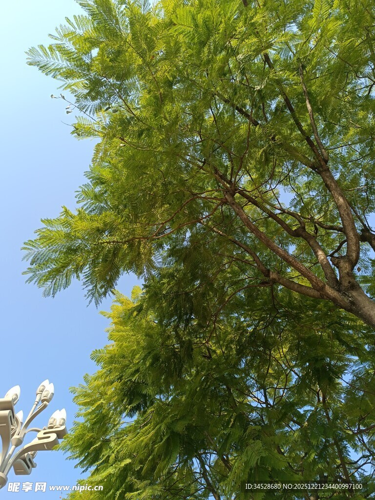 蓝天映衬下的葱郁绿树