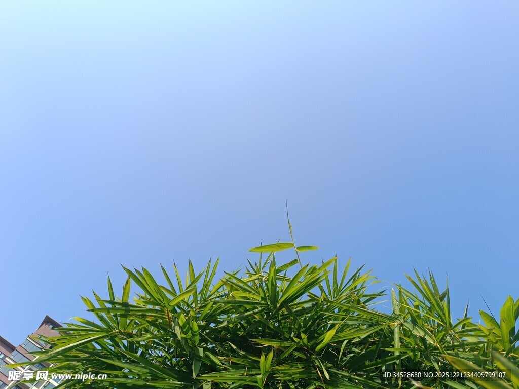 蓝天映衬下的翠绿植物