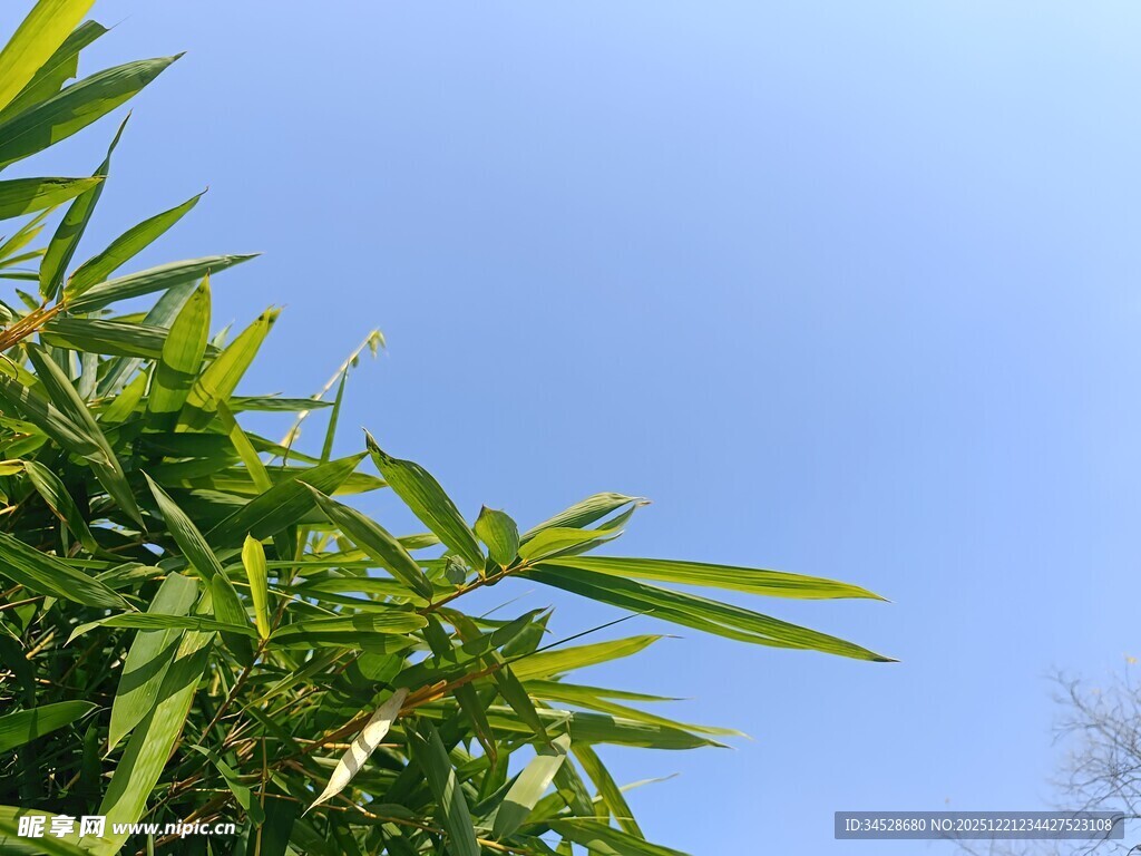 蓝天映衬下的翠绿竹叶