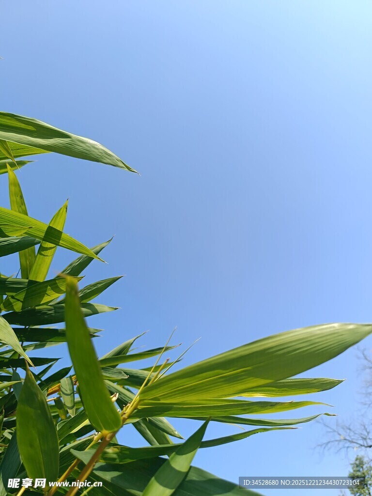 蓝天映衬下的翠绿竹叶