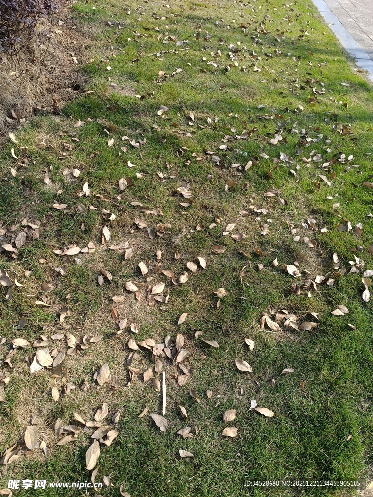 地面散落的枯叶