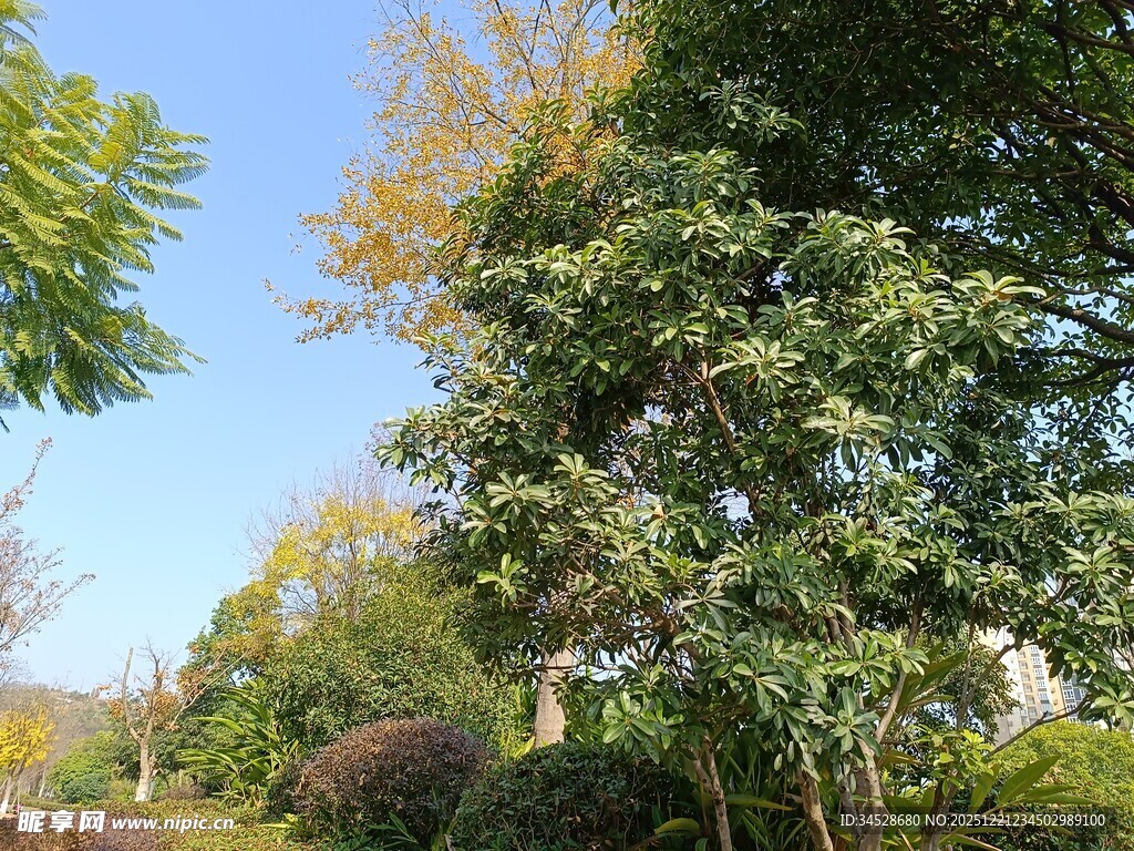 秋日繁茂绿树景观