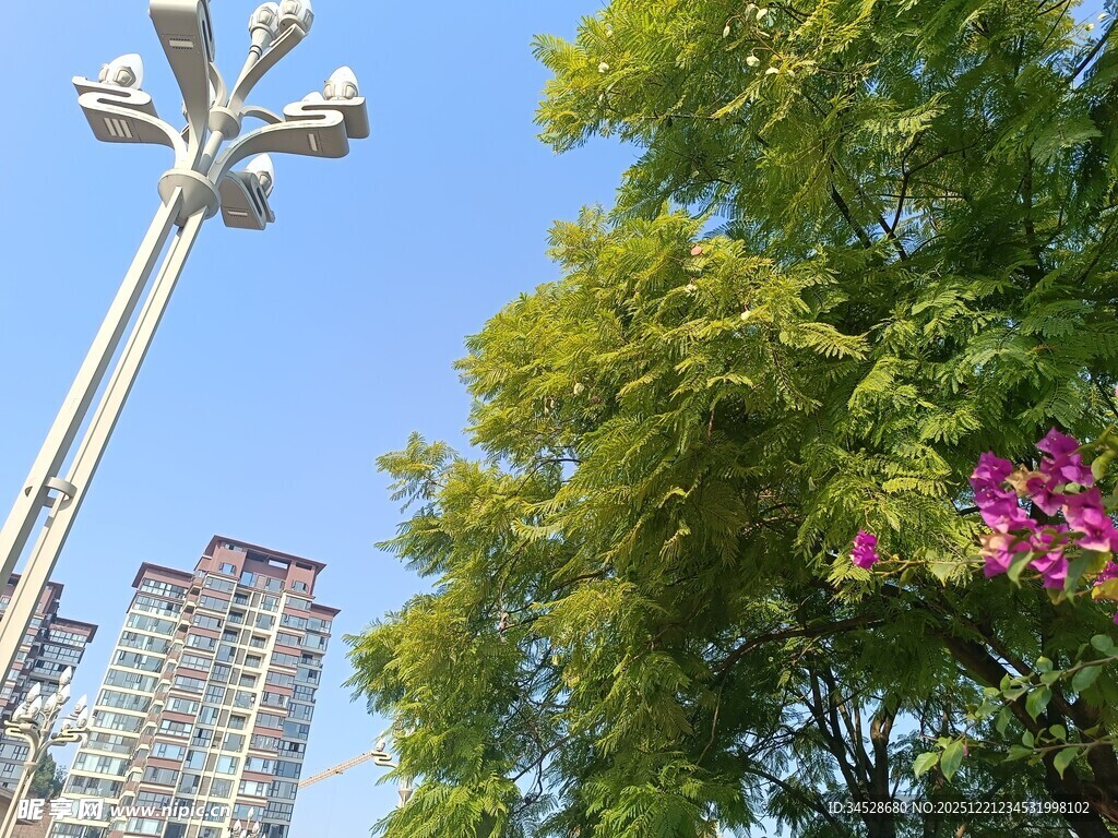 城市中高耸的路灯与绿树