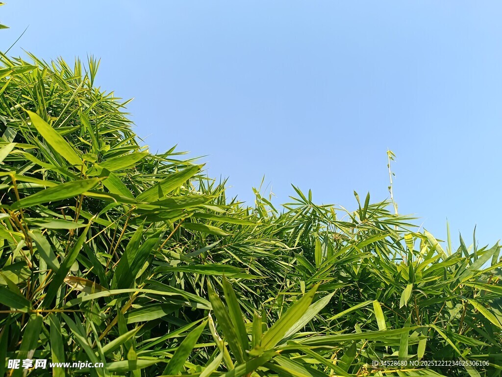 翠绿繁茂的植物