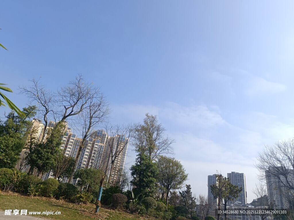 城市中的绿植与高楼景观