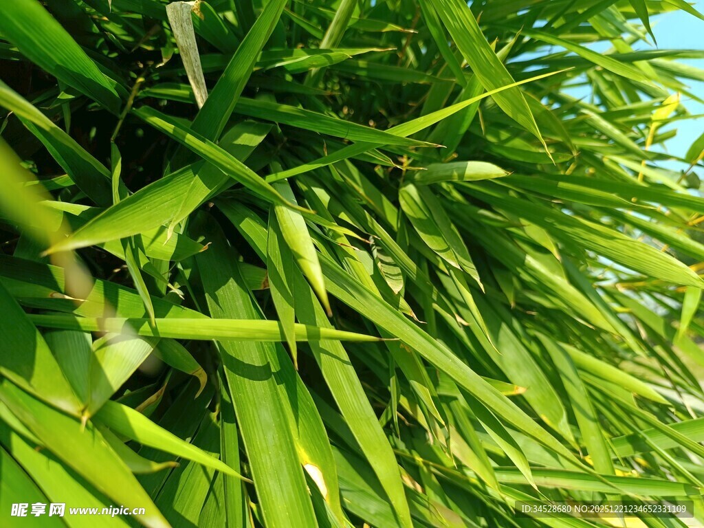 翠绿繁茂的青草