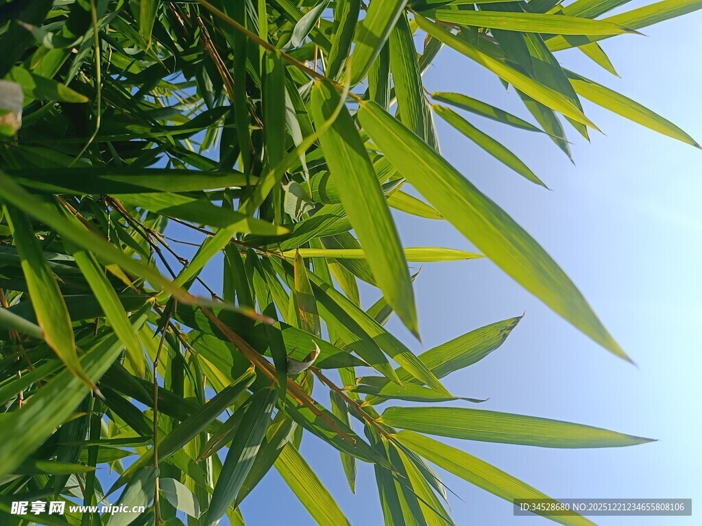 翠绿竹叶映蓝天