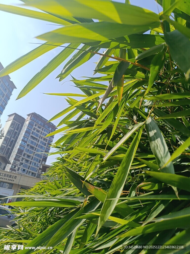 城市中葱郁的绿色植物