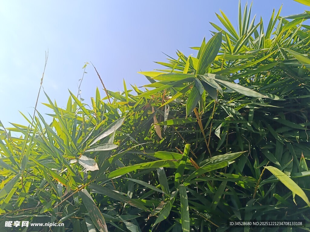 翠绿竹叶在蓝天映衬下