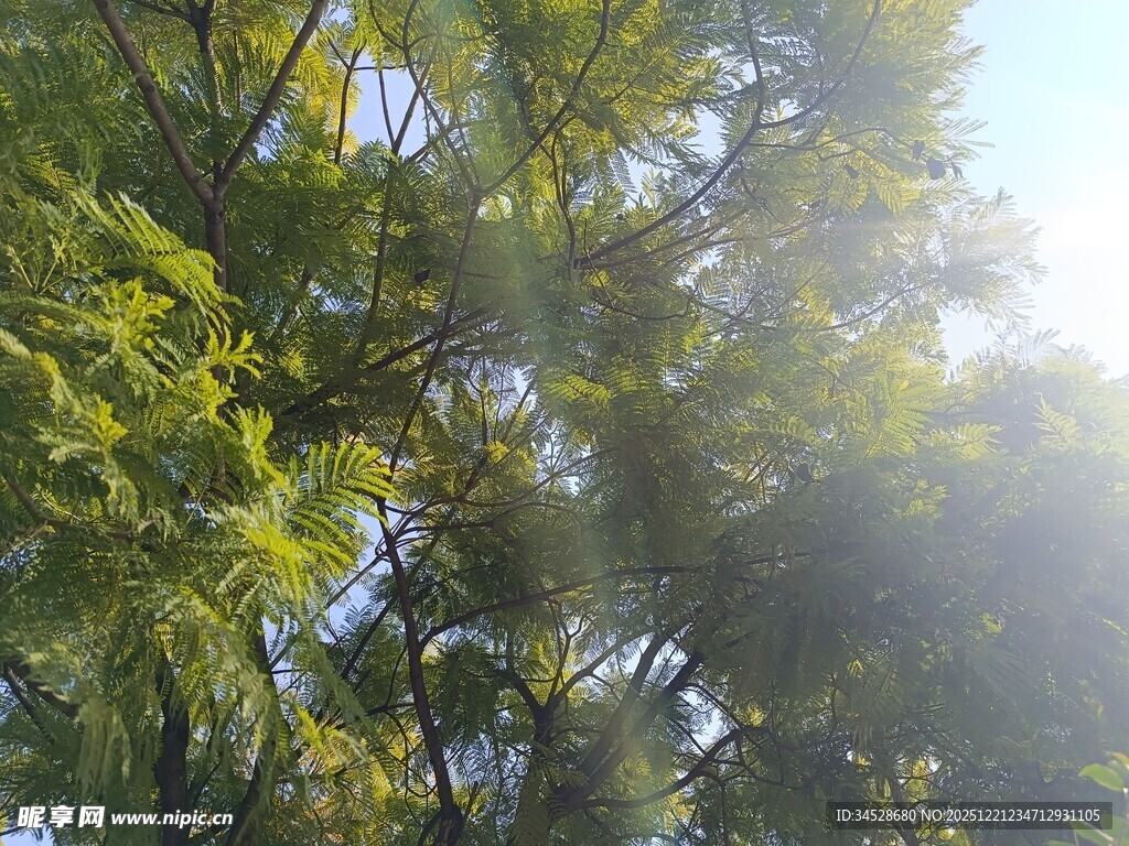 阳光透过枝叶的绿意景象