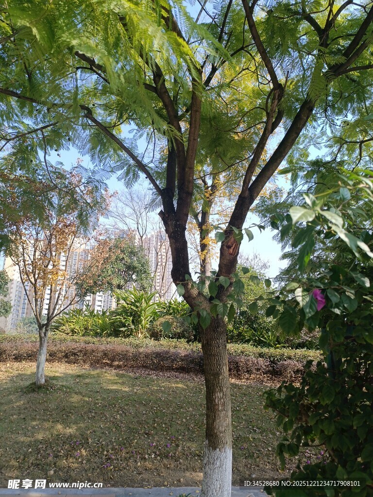 公园绿意盎然的树木景观