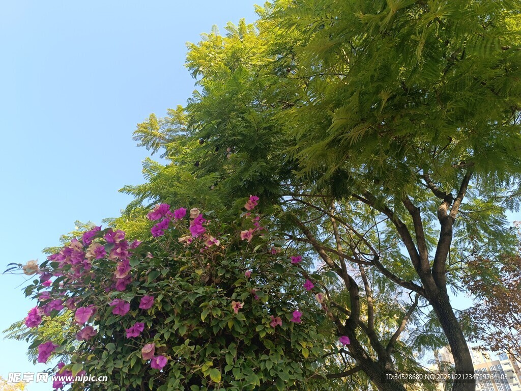 繁花绿树映蓝天