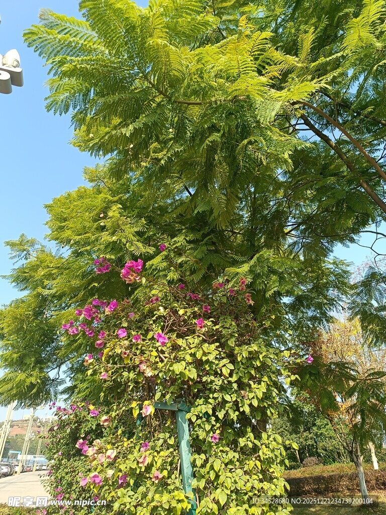 绿叶繁花的美丽树木