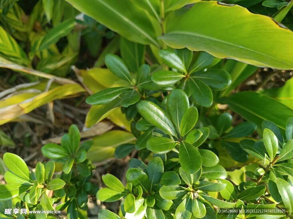 翠绿繁茂的低矮绿植
