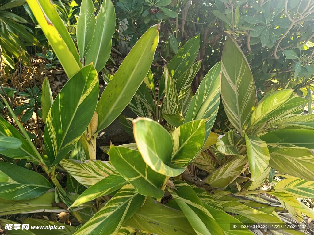 翠绿斑斓的观叶植物