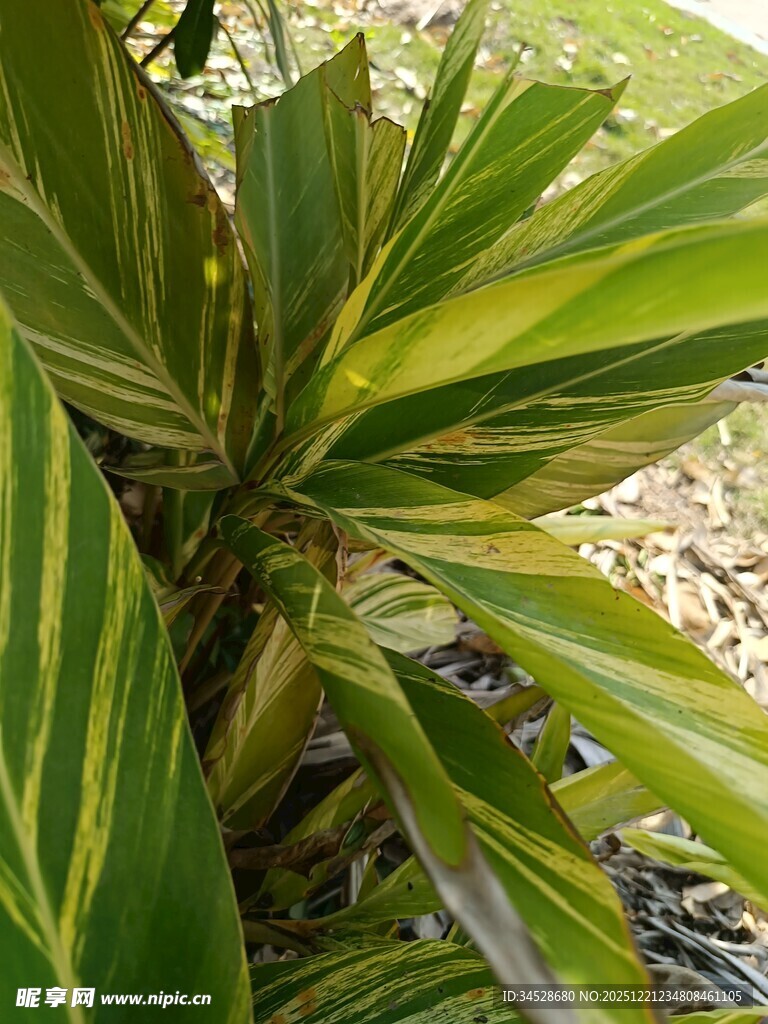 黄绿条纹叶片的植物