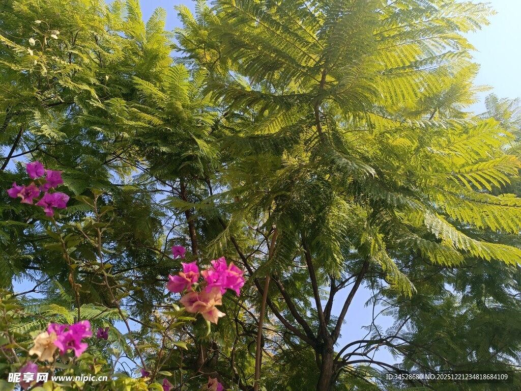 繁花绿树间的自然景致