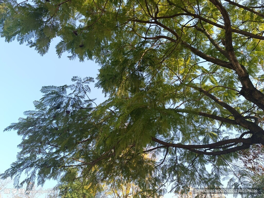 仰视繁茂绿树蓝天景象