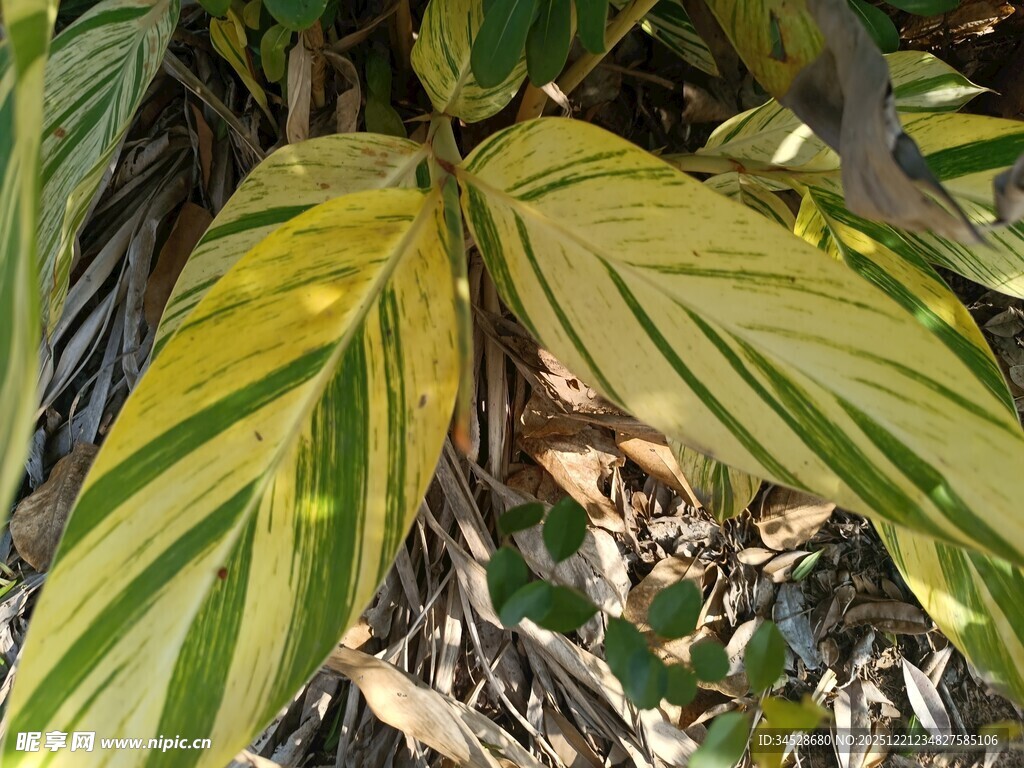 黄绿条纹叶片植物特写