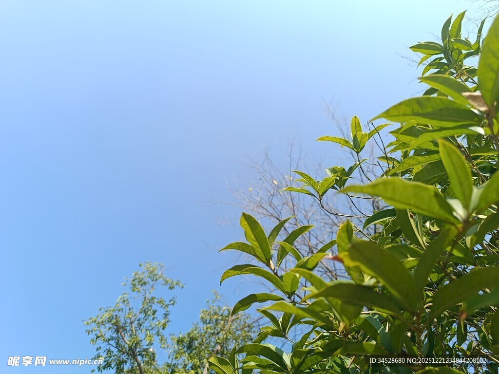 蓝天绿叶清新自然景象