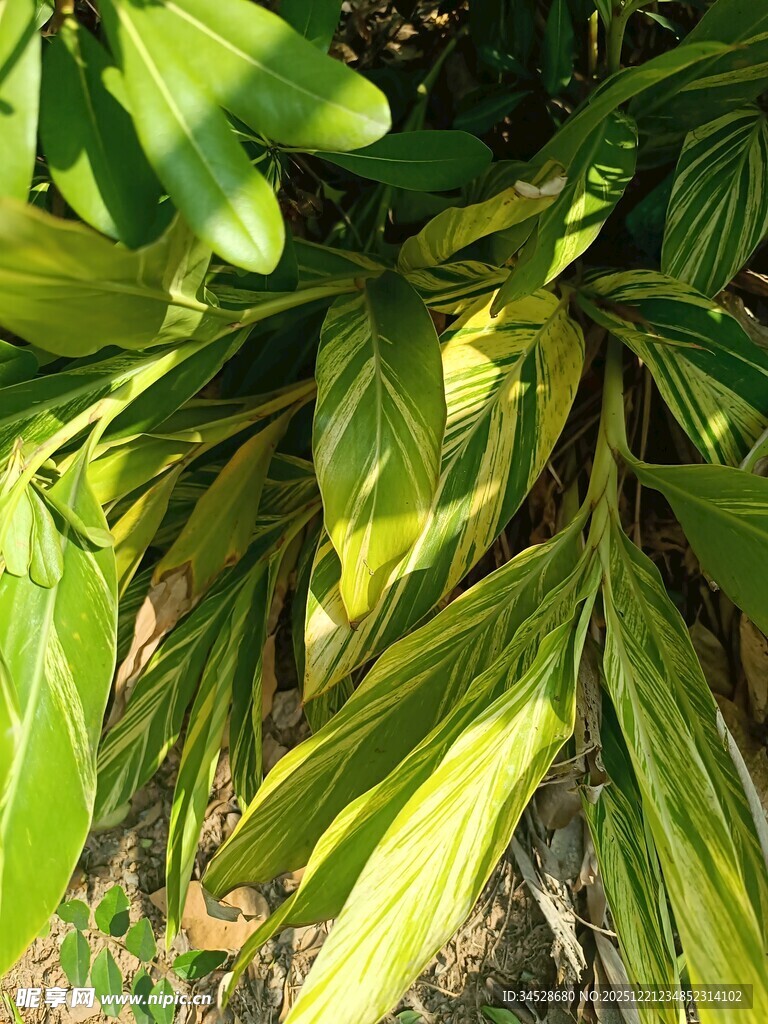 黄绿相间的多彩叶片植物