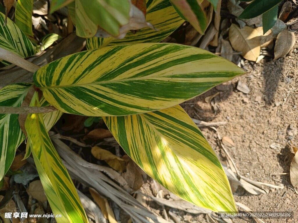 黄绿条纹叶片的植物
