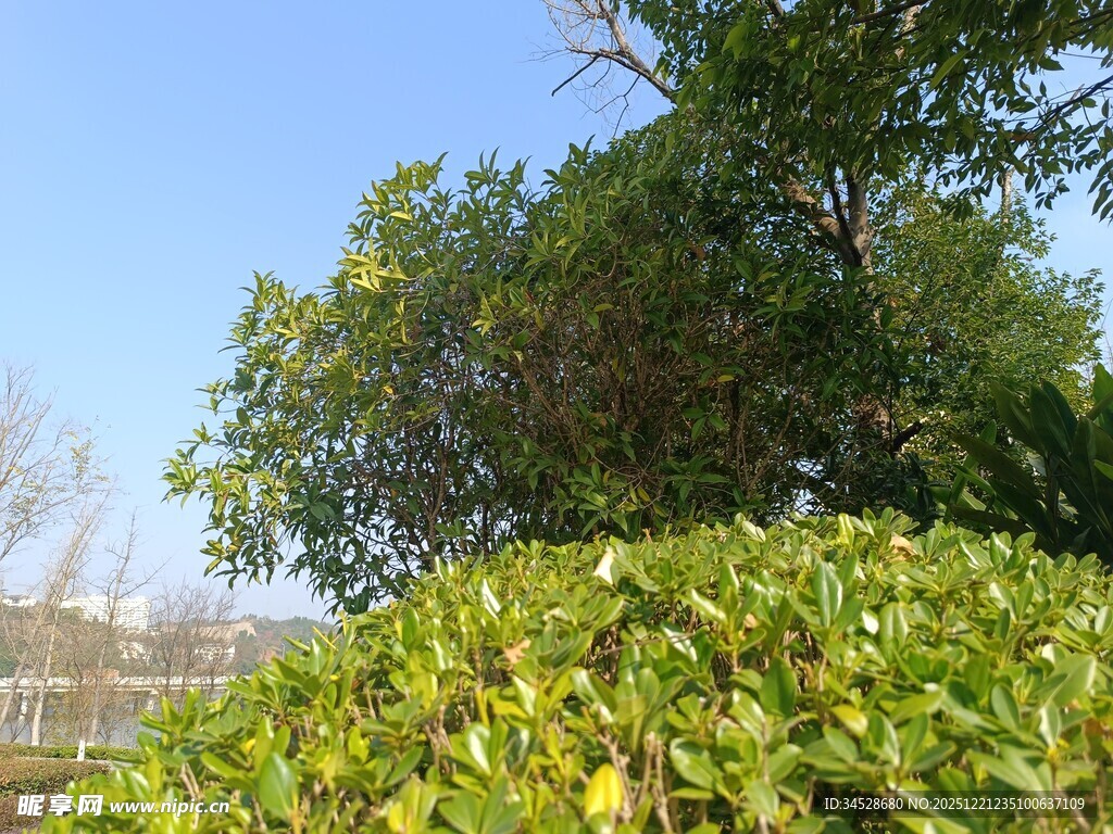 绿叶繁茂的户外景致