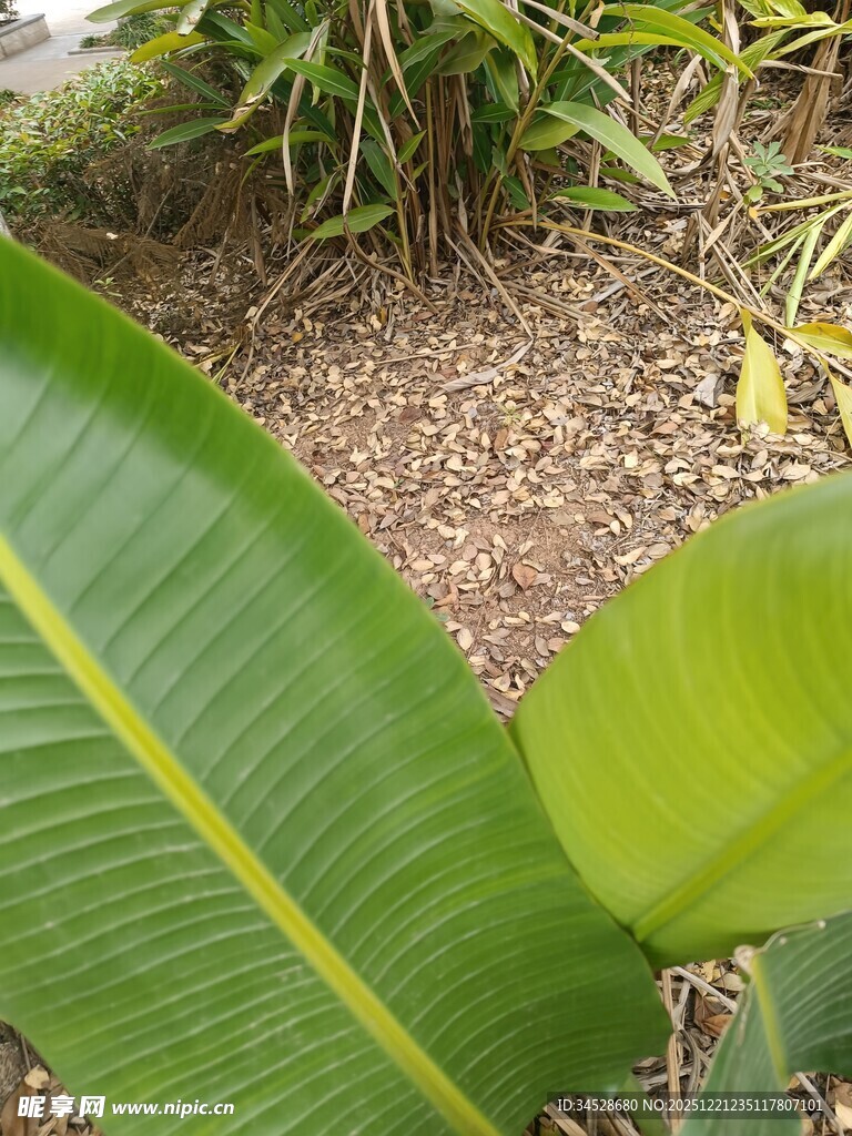 宽大翠绿的热带植物叶片