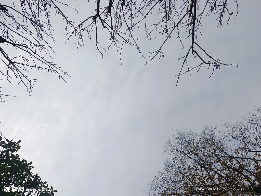 仰视冬日光秃树枝景象