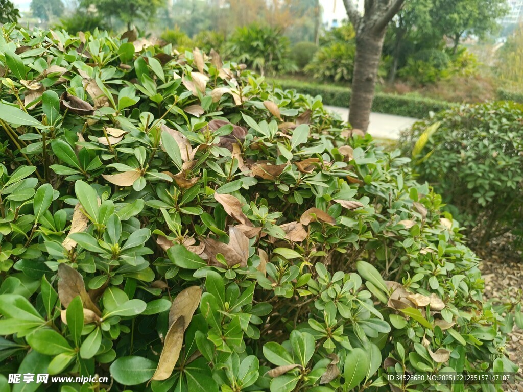 绿叶丛中带些许枯黄叶片