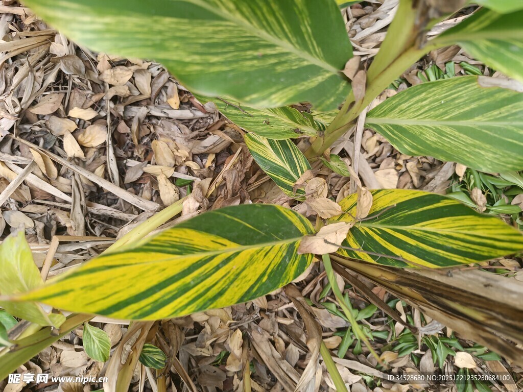 叶片黄绿相间的植物