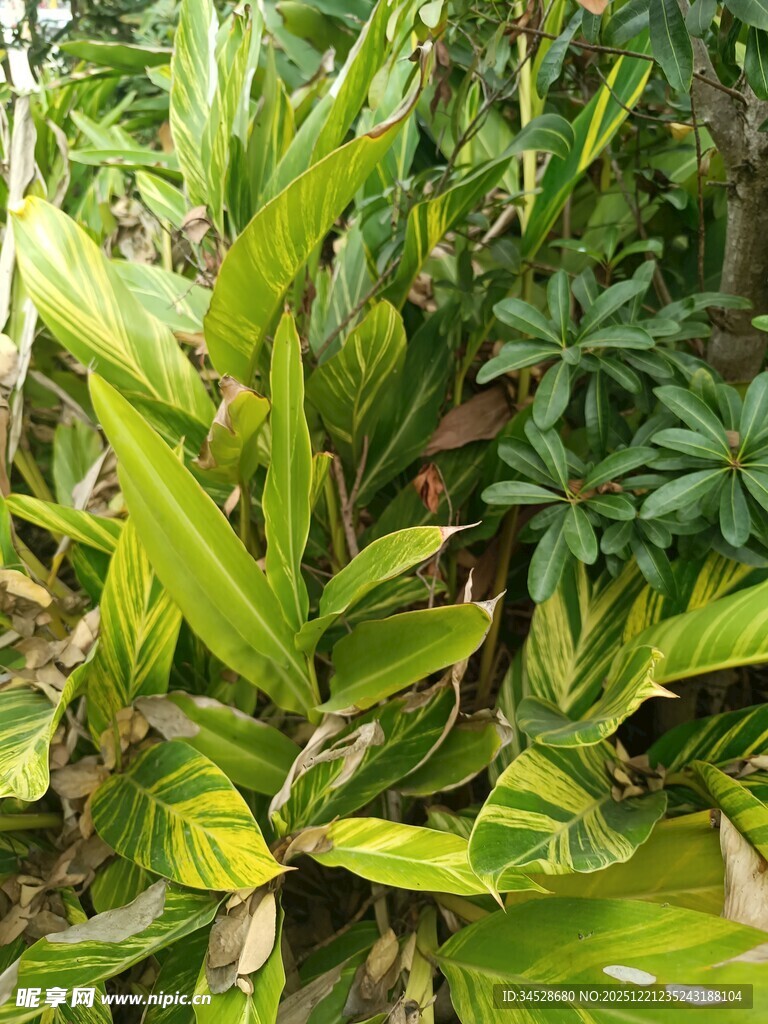 翠绿斑斓的热带观叶植物