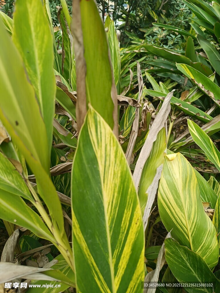 斑斓叶片的热带植物