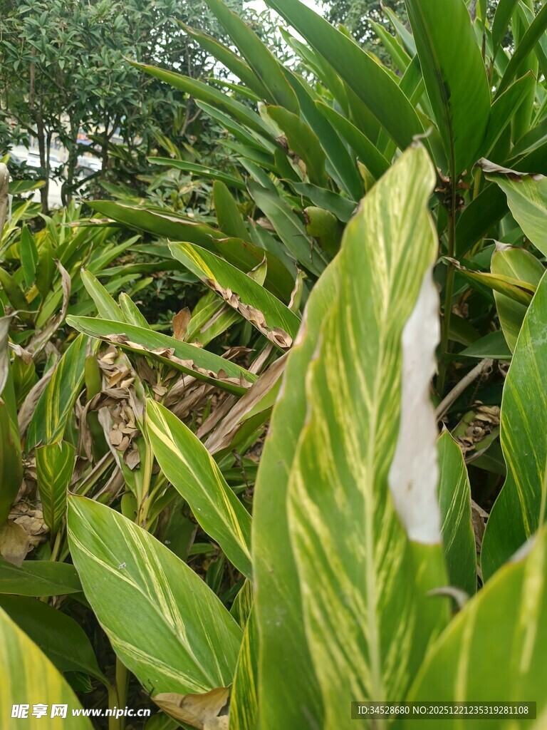 翠绿斑斓的观叶植物