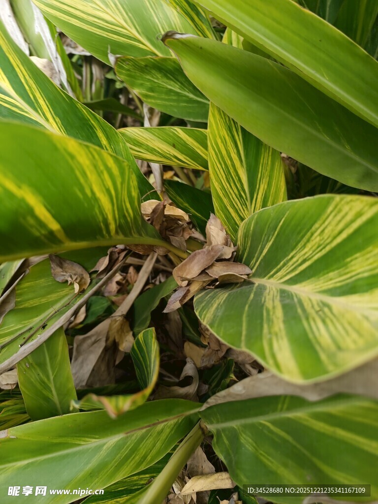 斑斓条纹绿植近景特写