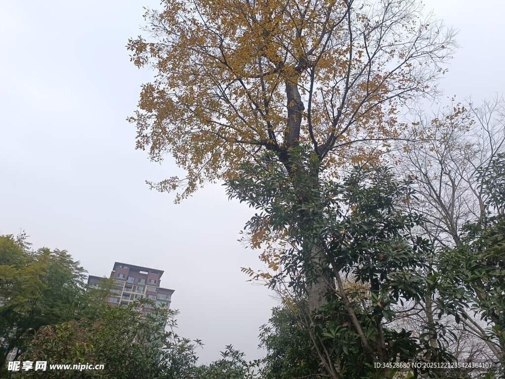 秋日树木与远处建筑景观