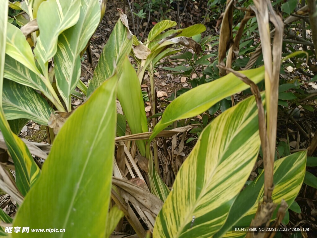 斑斓叶片的热带植物