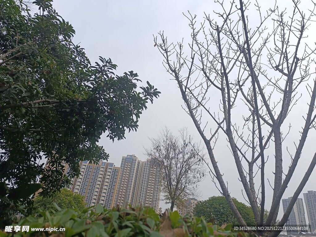 城市中光秃树木与绿植景观