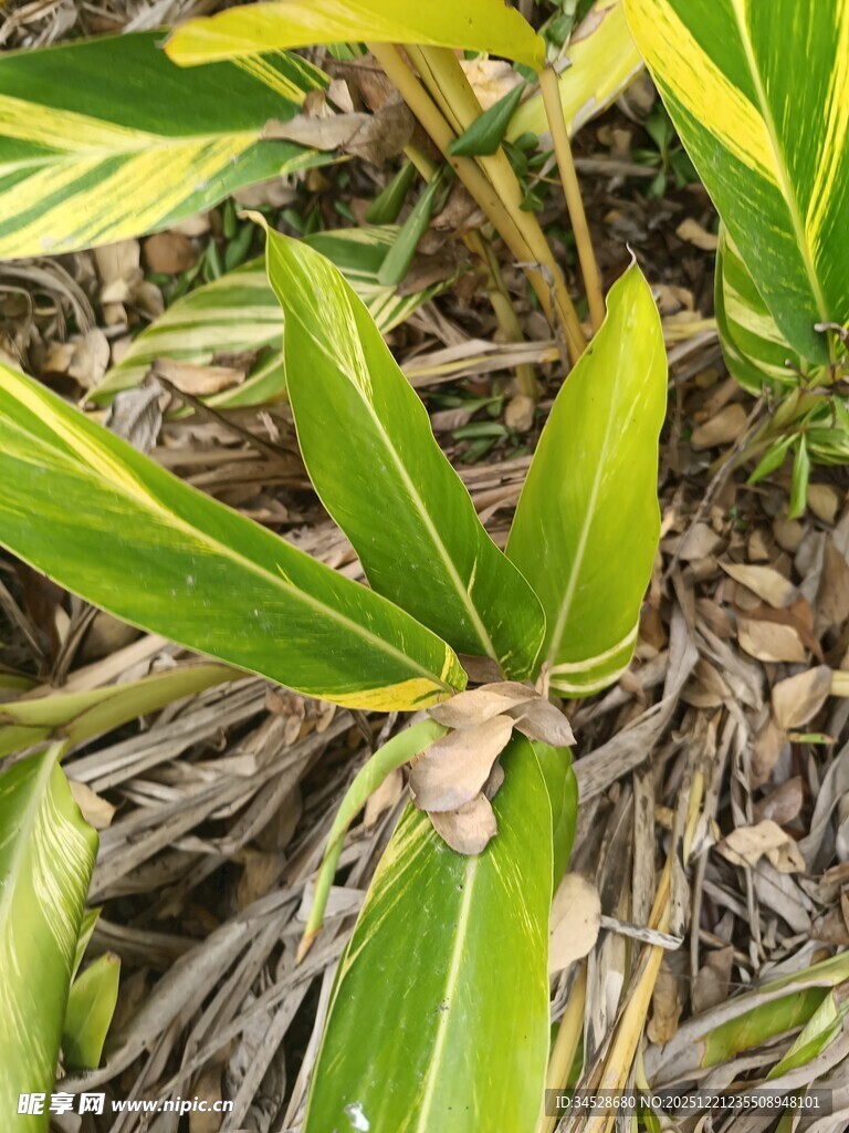 黄绿相间叶片的植物特写