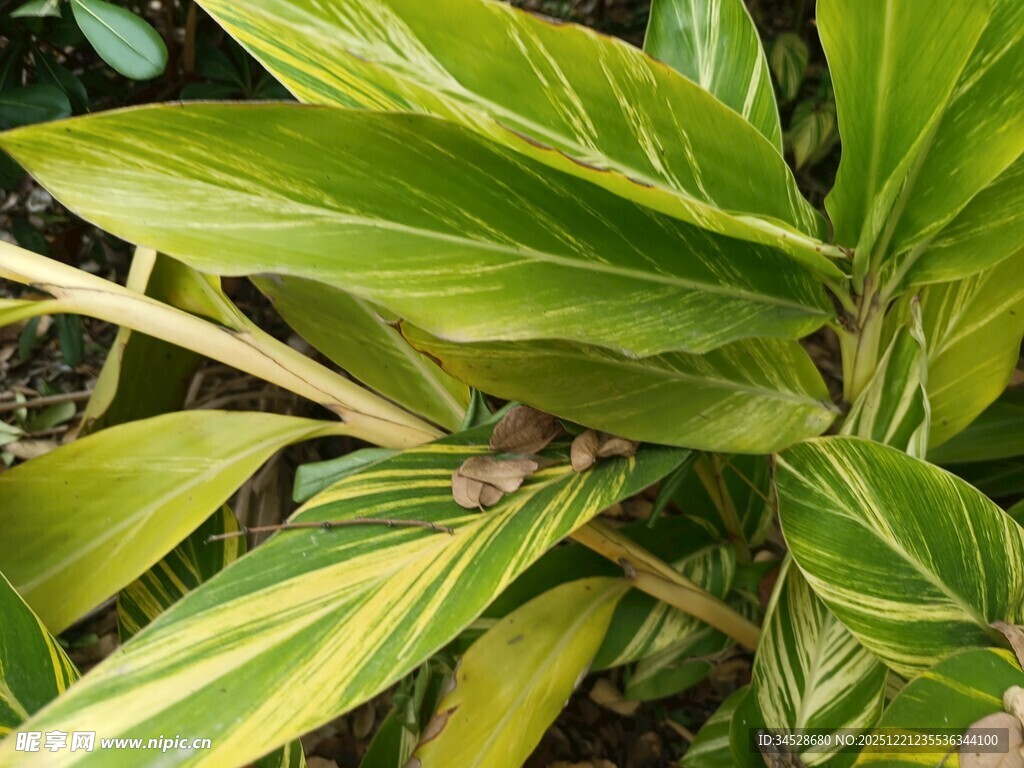 黄绿条纹叶片的绿植